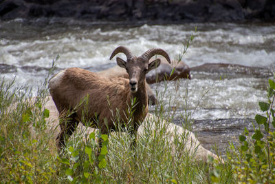 Bighorn  standing on field