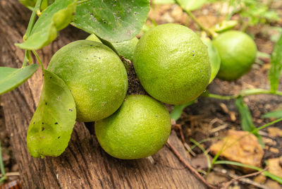 Close-up of fruits growing on field