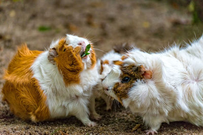 Full length of a guinea pig lying on field