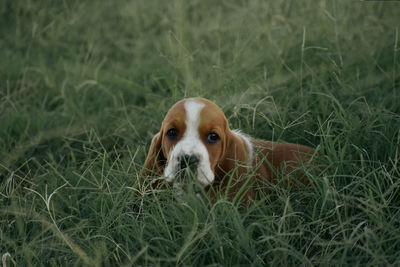 Dog running on field