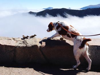 Dog standing on mountain against sky