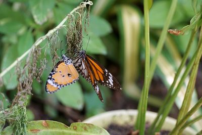 Close-up of butterfly pollinating flower