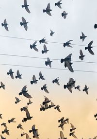 Low angle view of birds flying against sky