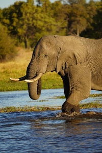 Close-up of elephant