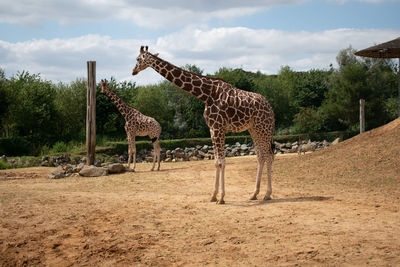 View of giraffe on field against sky