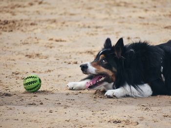 Dog running on field