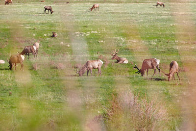 High angle view of horses on field