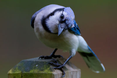 Close-up of curious bird looking at camera