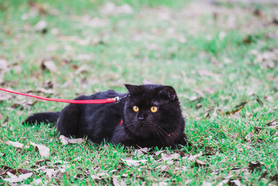 Portrait of black cat on field