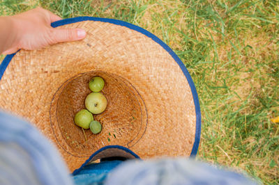 Green apples collected in a large straw hat in the hands of a farmer on a background of green grass