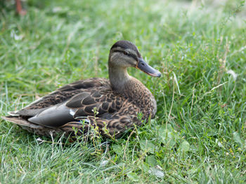 Mallard duck on field