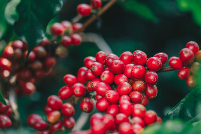 Close-up of cherries growing on tree