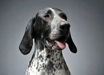 Close-up portrait of dog against gray background