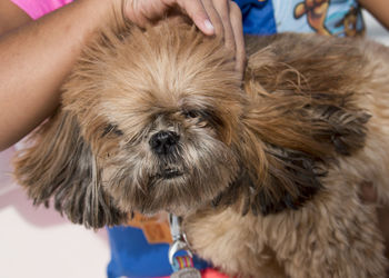 Close-up portrait of dog