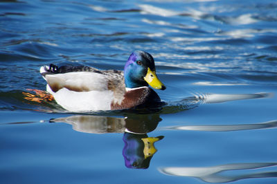 Duck swimming in a lake