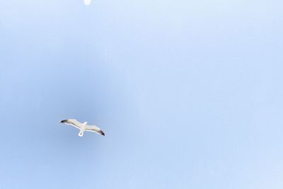 Low angle view of seagull flying against clear sky