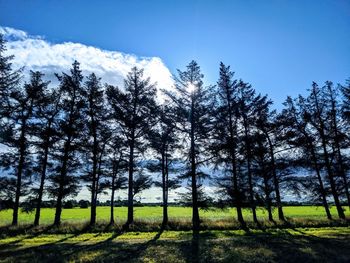 Trees growing on field against sky