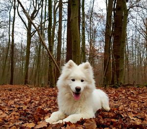 View of dog in forest