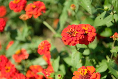 High angle view of red flowering plant