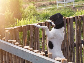 View of dog on wooden post