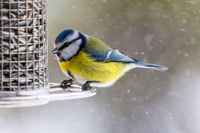 Close-up of bird perching on a feeder