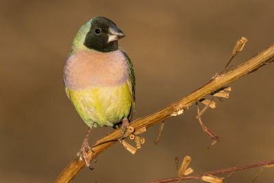 Close-up of bird perching on branch