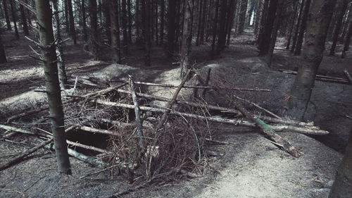 Trees in forest