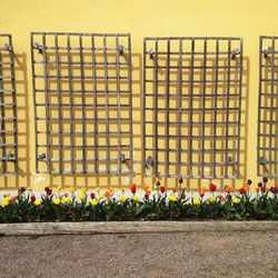 Tulips blooming by sidewalk against metal grate on yellow wall