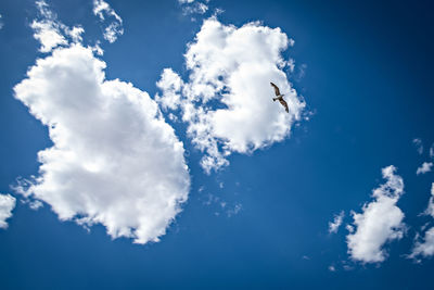 Low angle view of a bird flying in sky