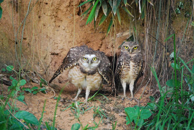 Portrait of young birds in forest