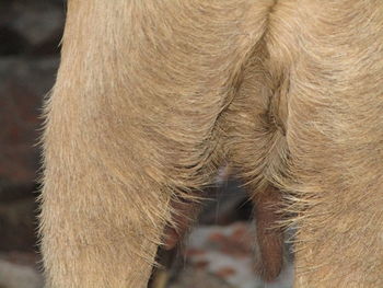 Close-up of a horse