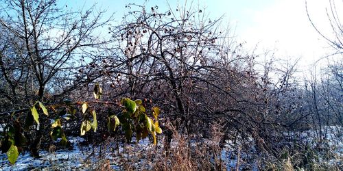 Low angle view of flowering plant against sky