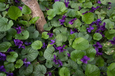 High angle view of purple flowering plants