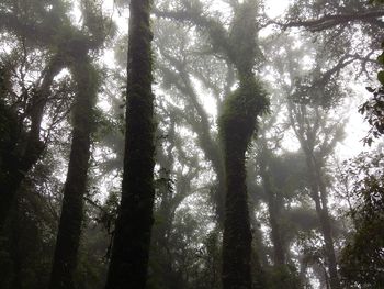 Low angle view of trees in forest