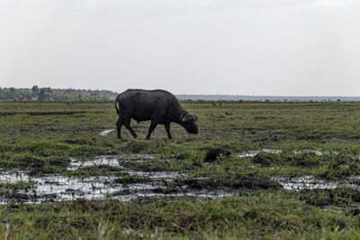 Horse grazing in a field