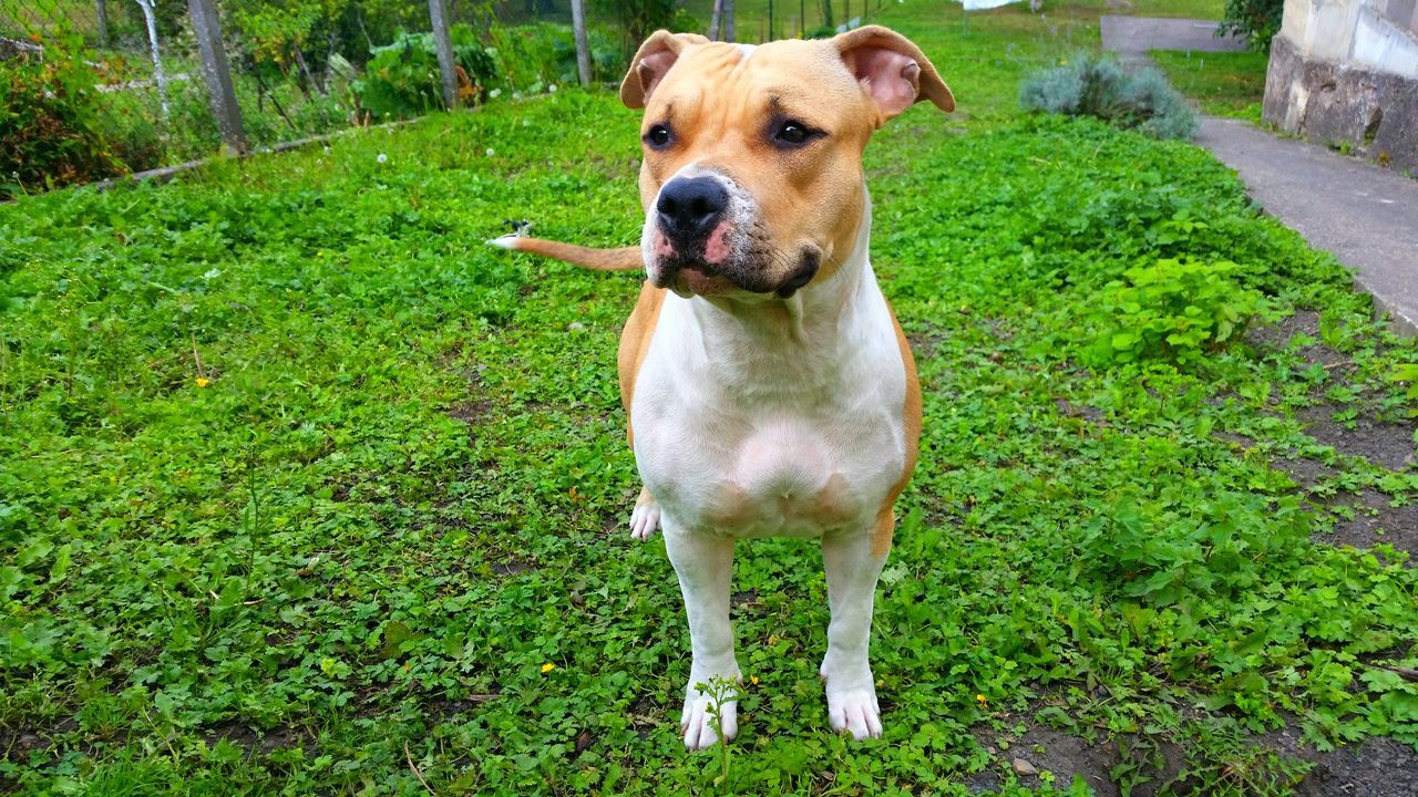 animal themes, one animal, dog, pets, mammal, domestic animals, grass, full length, field, green color, standing, sitting, portrait, looking at camera, nature, grassy, day, outdoors, no people