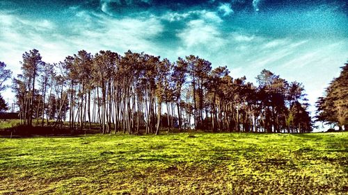 Trees on field against sky