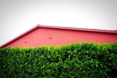 Low angle view of plants