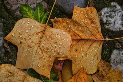 Close-up of dry leaves