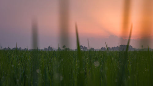 Close-up of grass in field against sky during sunset