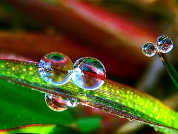 Close-up of water drops on plant