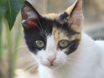 Close-up portrait of a cat