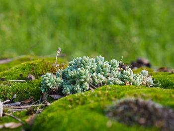 Close-up of fruit growing on field