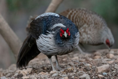 Close-up of a bird