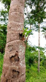 Low angle view of lizard on tree trunk