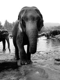 Portrait of elephant standing by pond in zoo