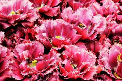 Close-up of pink flower