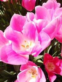 Close-up of pink flowering plant