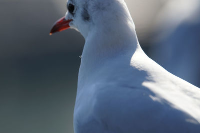 Close-up of bird