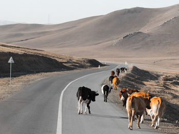 View of horse walking on road